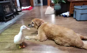 Bonzai and duck
