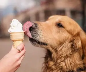 Dog Eating Ice Cream
