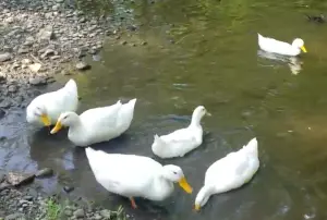 ducks in pond