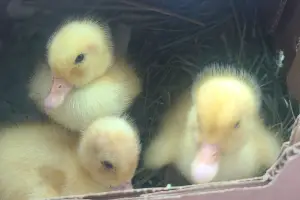 ducks in pond