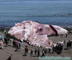giant fake squid
