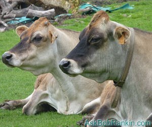 Happy Cows on Facebook